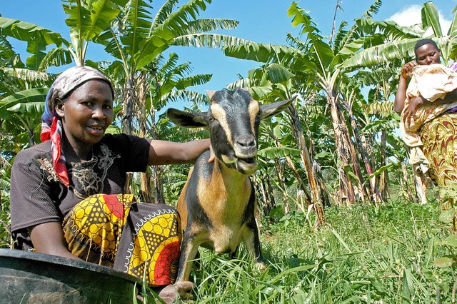 30 Euro kostet in Burundi eine Ziege. ...ische Milch und ein eigenes Einkommen.  | Foto: Miserior/ZVG