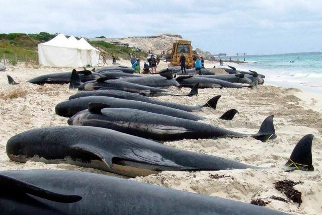 Gerettete Wale in Australien erneut gestrandet