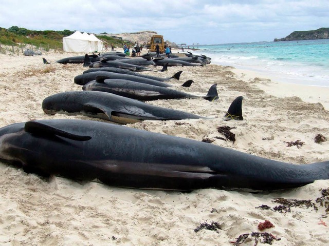 Rund 70 Wale waren gestrandet, zehn von ihnen konnten gerettet werden.  | Foto: dpa