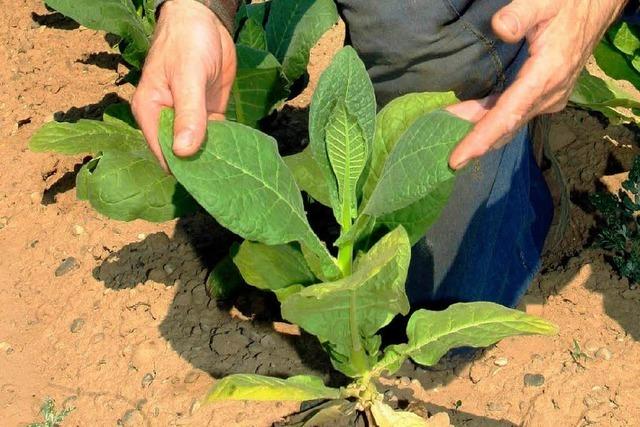 Tabakpflanzer aus Sdbaden sind optimistisch