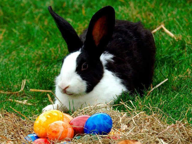 Bei uns glaubt man, dass der Osterhase die Eier versteckt.  | Foto: A3730 Federico Gambarini