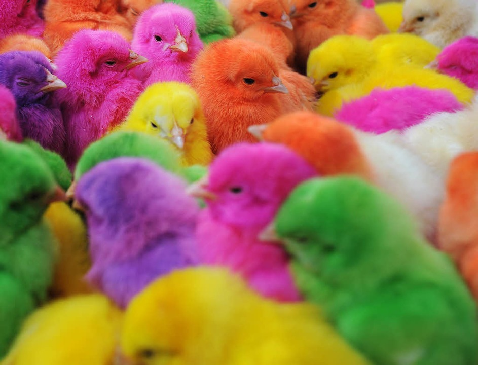 Küken können rechnen Panorama Badische Zeitung