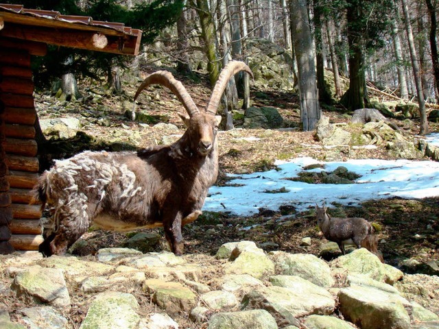 Letzte Schneereste im steinbockgehege  | Foto: wolfgang Seger