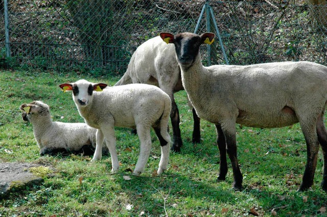 Die zwei kleinen &#8222;Osterlmmer&#8...raschung in den Schwarzwaldzoo geholt.  | Foto: Hubert Bleyer