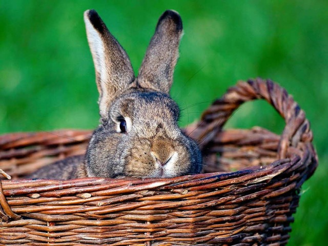 Nicht nur der  Osterhase freut sich ber das sonnige Wetter ber die Feiertage.  | Foto: dpa