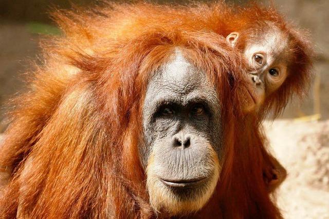 Se Tierbabys: Nachwuchs im Zoo