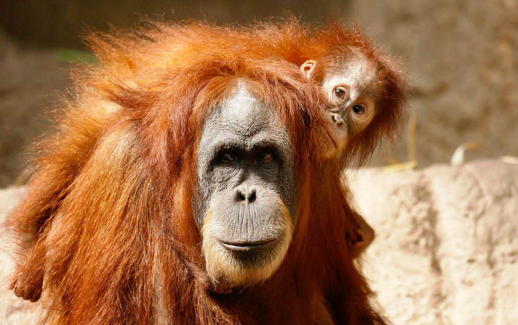 Privattaxi im Zoo Leipzig: Eine Orang-Utan Mutter trgt ihr Neugeborenes auf dem Rcken.