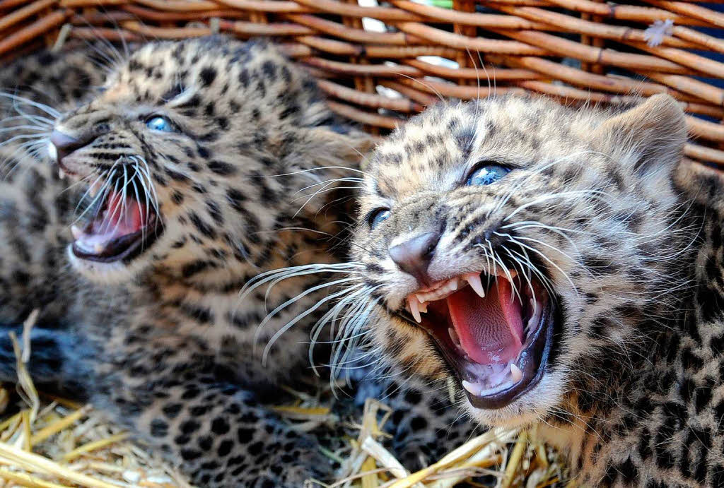 Schreialarm im Tierpark Hagenbeck: Die zwei Nordchinesischen Leoparden-Babys