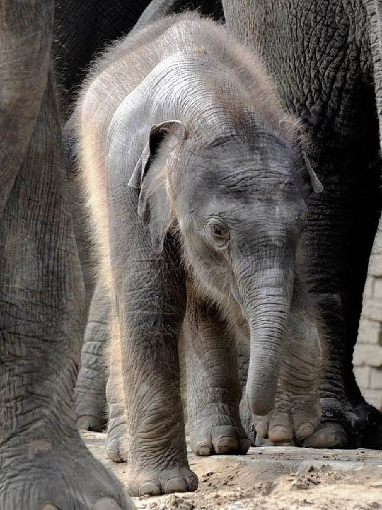 Bald ist er auch so gro: Elefantenbaby „Ko Raya“ im Berliner Zoo