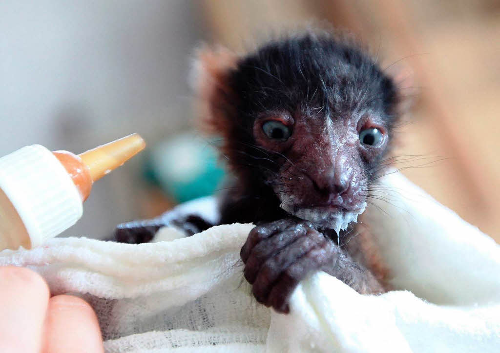 Eigentlich leben sie auf Madagaskar, doch dieser  neugeborene Lemur in Polen.