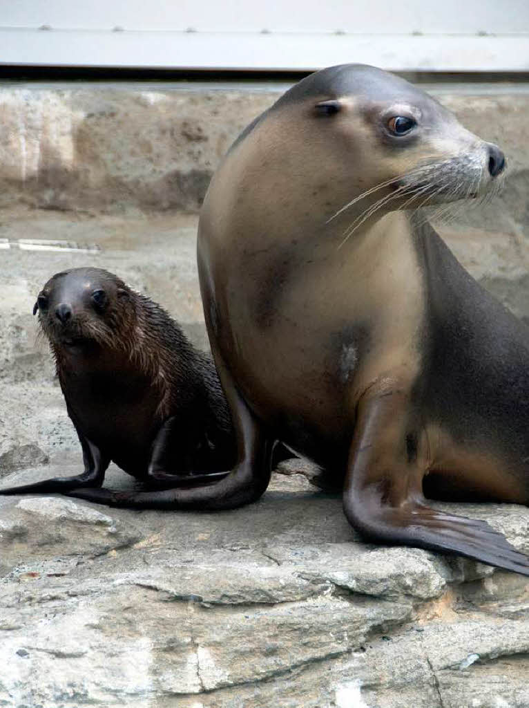 Dieses Seelwenbaby lebt im Zoo in Sydney.