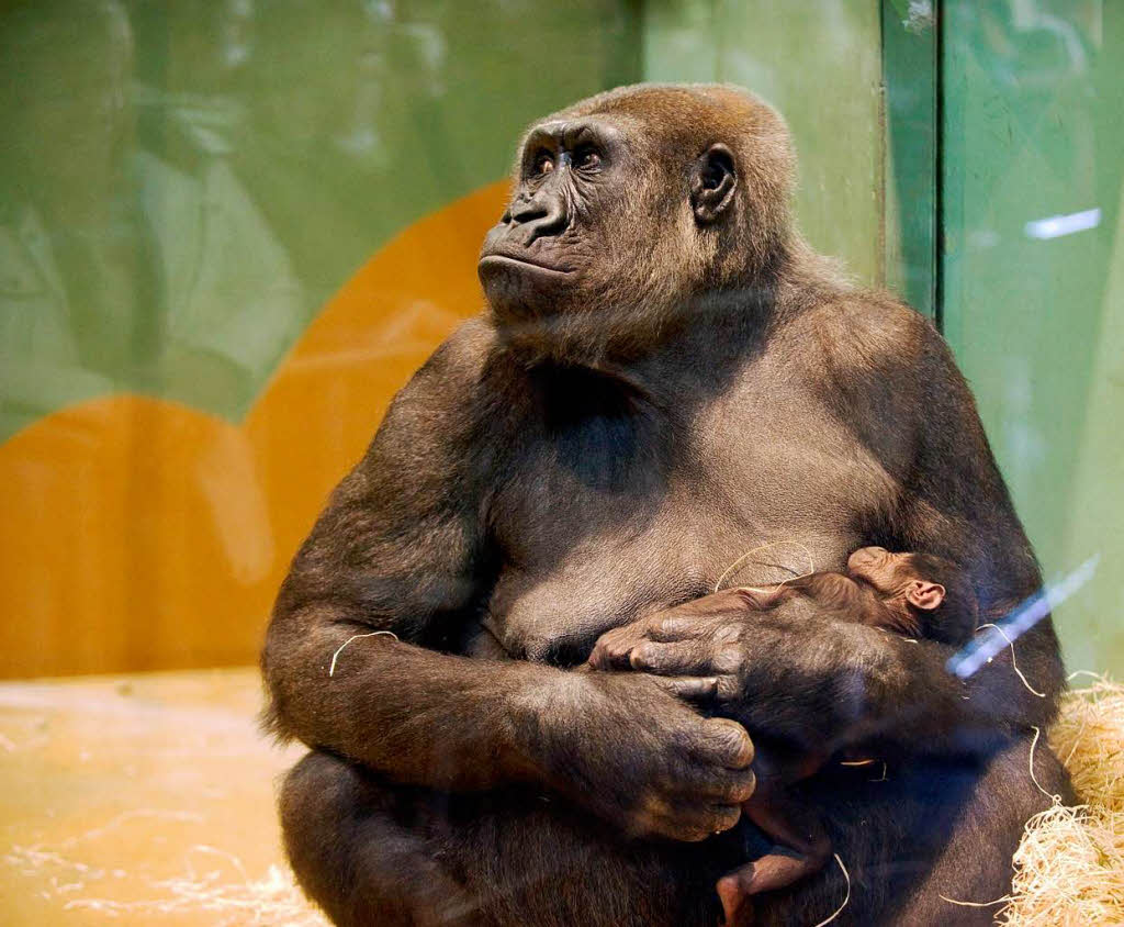 Gorilla-Nachwuchs im Zoo Rotterdam
