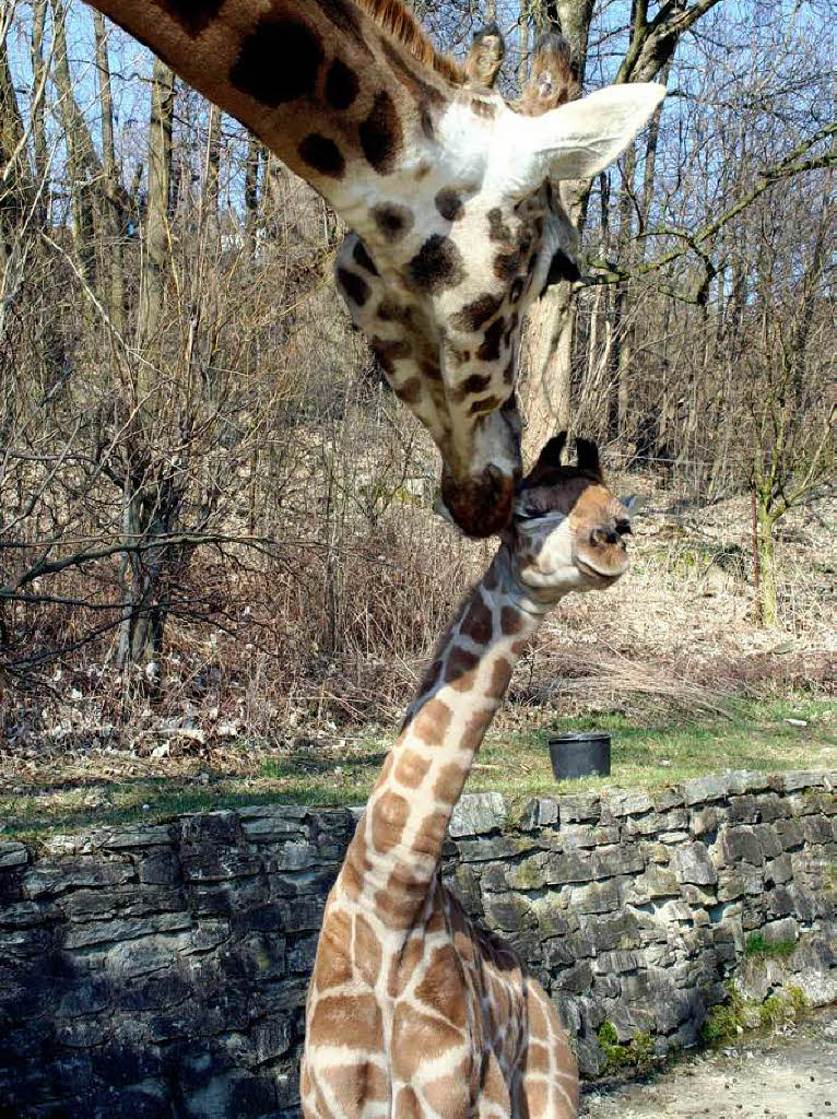 Mama Giraffe passt im Opel-Zoo Kronberg gut auf ihre kleine  Julia auf.
