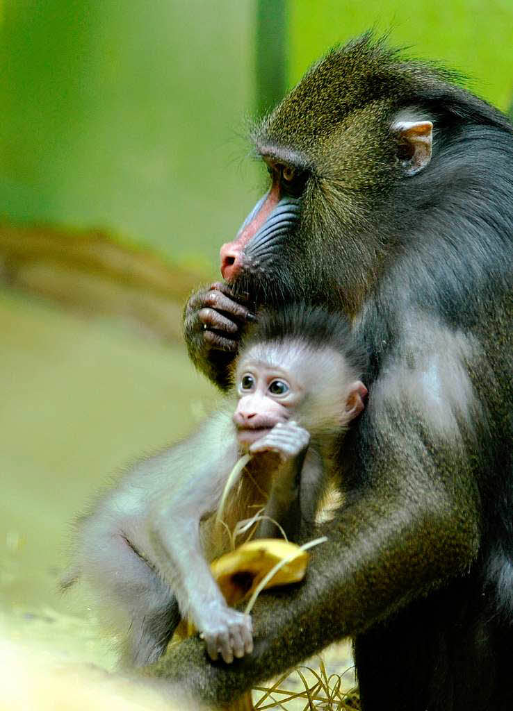 Nachwuchs gibt’s auch bei den Mandrill- Affen im Tierpark Mnchen.
