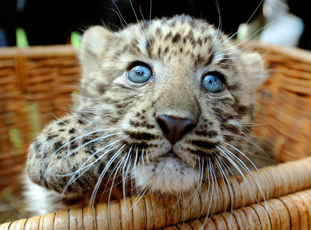 Wer schaut denn da so neugierig? Ein Nordchinesischen Leoparden-Baby