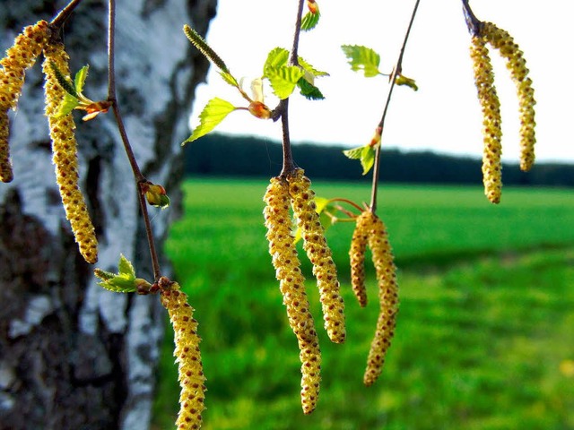 Birkenpollen: Allergikern juckt es schon beim Anblick in der Nase.  | Foto: fotolia.com/bfeatuerk