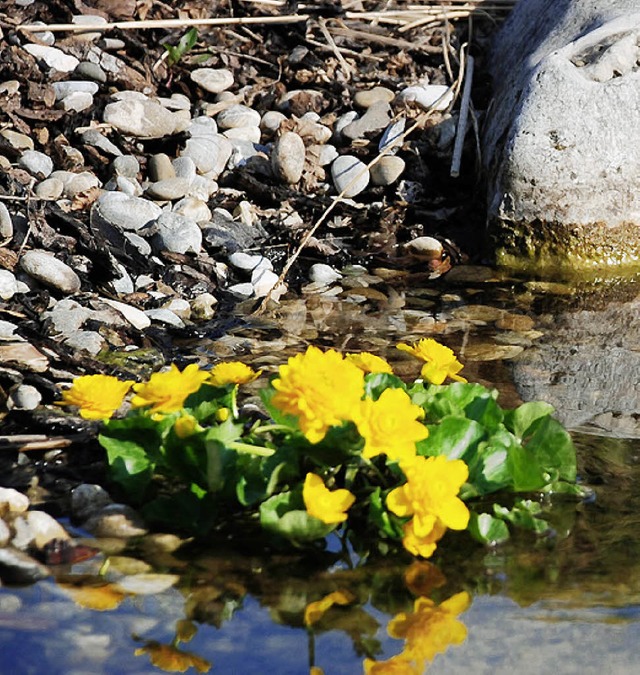 Endlich ist der Frhling da. Wo man au... spriet und blht es in allen Farben.  | Foto: Maja Tolsdorf