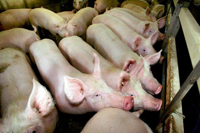 In Wutach ist ein groer Schweinemastbetrieb geplant  | Foto: dpa