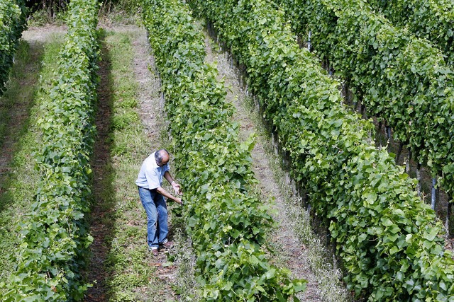 Die Ernte war gro: Die Winzer der Gen...e im vergangenen Jahr gewonnen  wurde.  | Foto: dpa