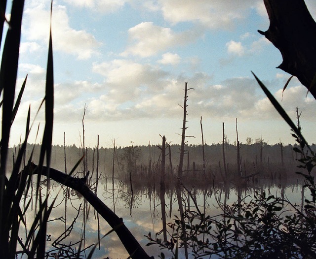 Blick ber das Schwenninger Moos   | Foto: pr