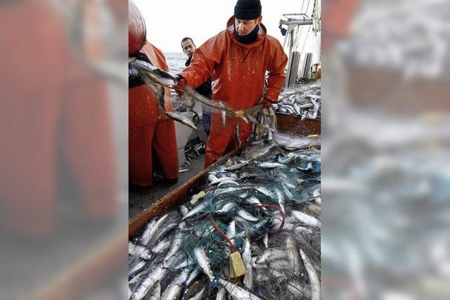 EU will die Fische retten