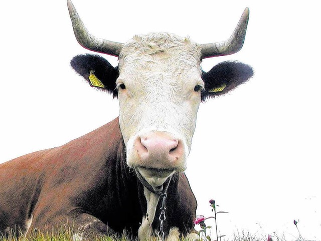 Normalerweise Weidentiere, haben Khe ...nen Ausflug auf die B 294 unternommen.  | Foto: BZ