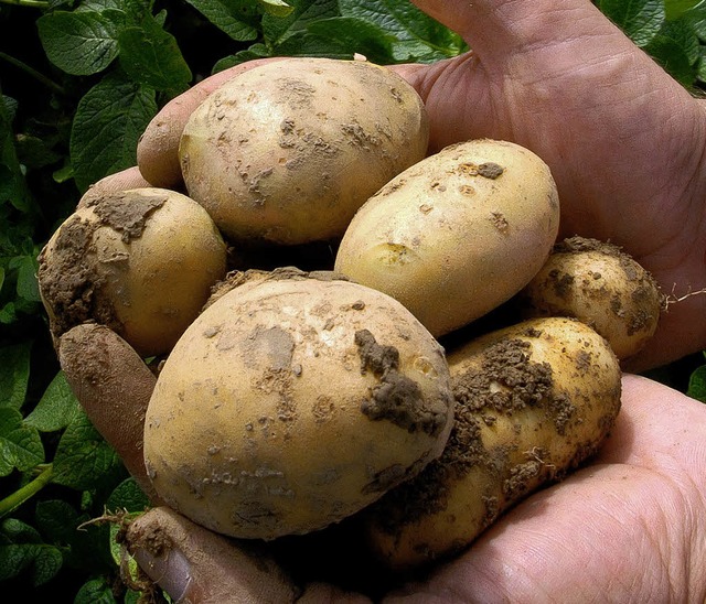 Die umstrittene Genkartoffel Amflora  | Foto: dpa