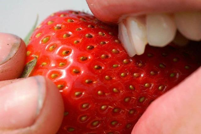 Folie macht’s möglich: Erste Erdbeeren am Kaiserstuhl