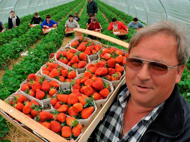 Peter Bressel mit einer Kiste frisch geernteter Erdbeeren.  | Foto: dpa