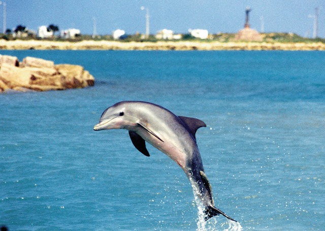 Delfin beim Luftsprung FOTO: DPA  | Foto: South Padre Island CVB