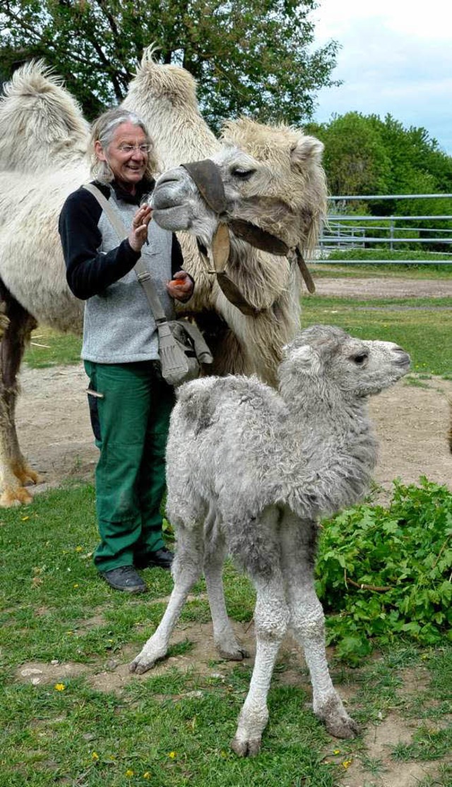 Kamelbaby Qayyima mit Mama Quecke und Tierpfleger Peter Mattuschek.  | Foto: Thomas Kunz