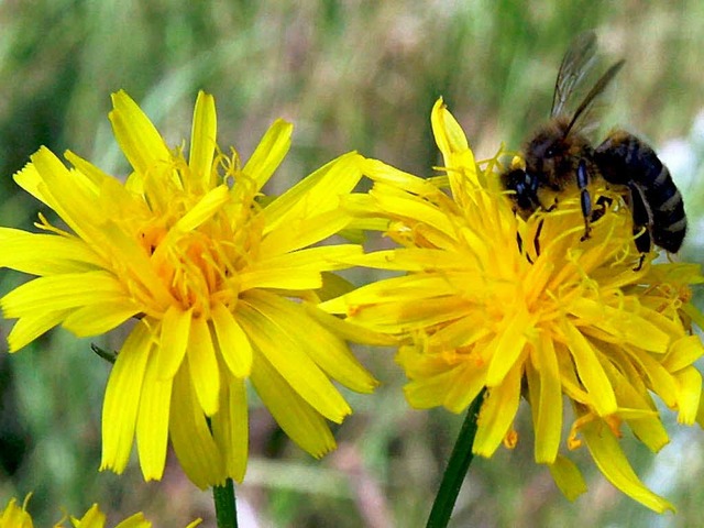 Fleiig, fleiig: Eine Biene bei der Arbeit.  | Foto: usage worldwide, Verwendung weltweit