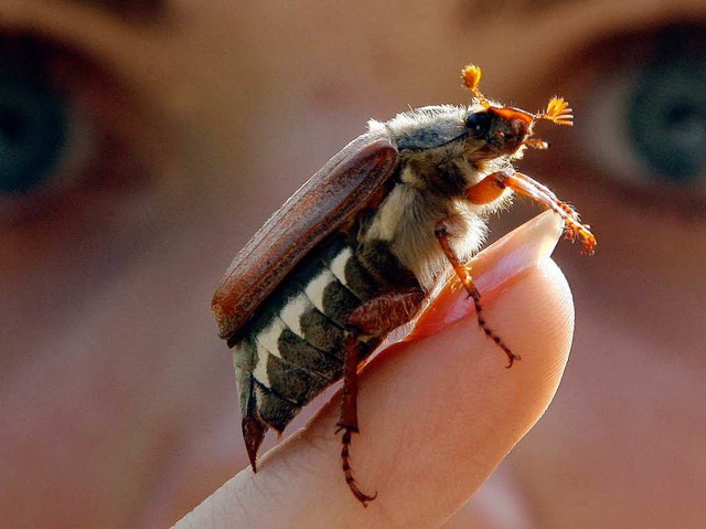 Der Maikfer ist grer als eine Fingerkuppe.  | Foto: dpa