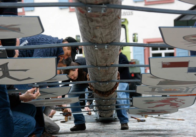 Bevor  der stattliche Maibaum per Musk...erksznfte am Stamm befestigt werden.   | Foto: Chris Seifried