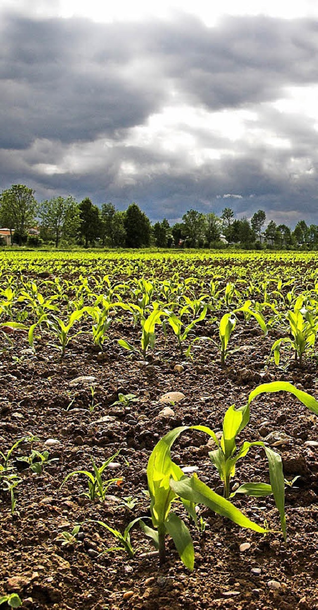 Der Mais ist im Boden und  wchst  schon  gut heran.    | Foto: M. Wendel