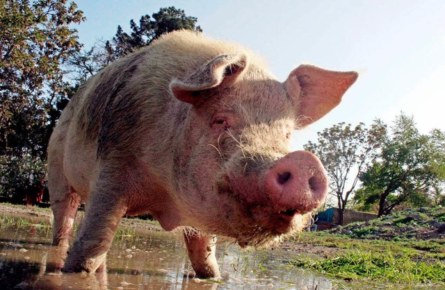 Fr definitive Prognosen  zur Schweine...och zu frh, sagen Schweizer Experten.  | Foto: dpa