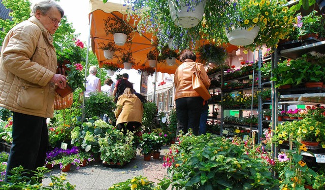 Bltenpracht auf dem Blumenmarkt und Q...l fr den eigenen Balkon oder Garten.   | Foto: Barbara Ruda