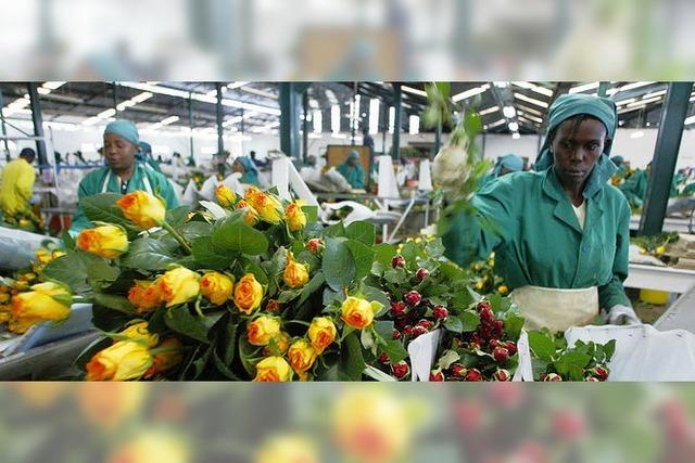 Deutsches Geld hilft beim Anbau fairer Rosen