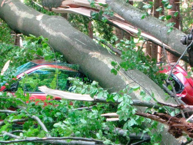 Wo ist das Auto? Unterm Baum begraben...  | Foto: Polizei