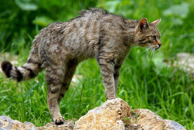 Die europishe Wildkatze  Felis silves...en Rheinauen bei Schwanau angesiedelt.  | Foto: dpa