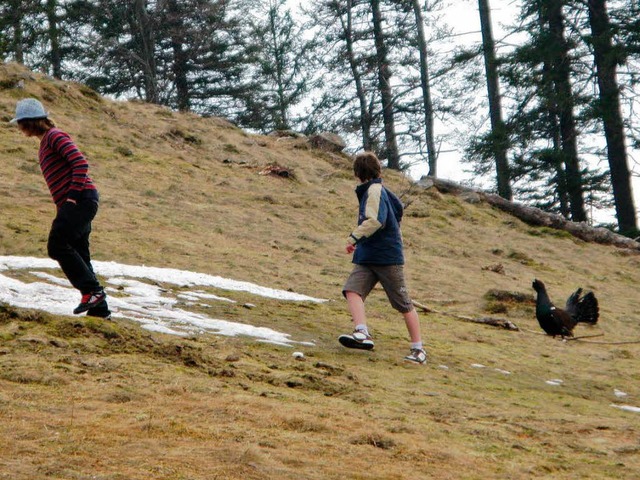 Liebestoller Auerhahn verfolgt Wanderer am Feldberg.  | Foto: Ulrike Spiegelhalter