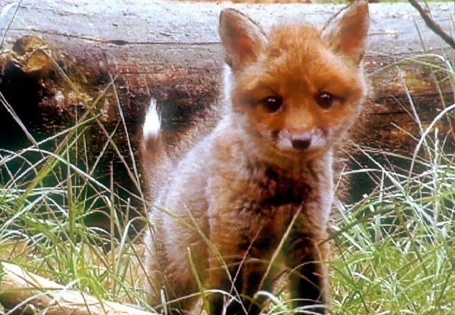 Ein junger Fuchs hatte sich in Achkarr...der Kanalisation verirrt. (Archivbild)  | Foto: NDR
