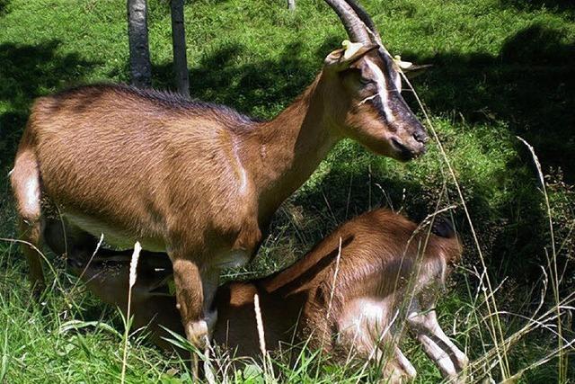 Ziegenbock sucht Paten