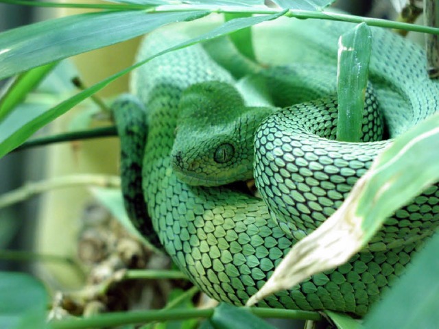 Kann sich weiter bei der Reptilienauss...lich vermisste Schlange ist wieder da.  | Foto: Privat