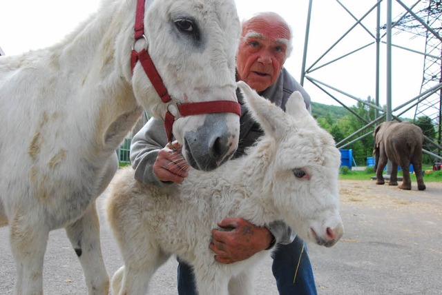 Die Albinoesel von &#8222;Afrikas Big ... Die Stadt hat das Gastspiel verboten.  | Foto: Barbara Ruda