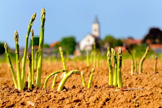 Ob weier oder grner Spargel: die Zub...ichkeiten des Gemses sind vielfltig.  | Foto: Siegfried Gollrad