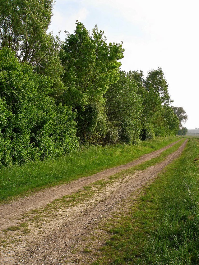 Der Feldweg und der neben einem Wasser... offene Feldflur (rechts) abschirmen.   | Foto: barbara schmidt