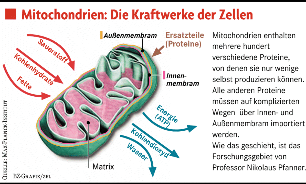 Einmal in die Zelle hineinkriechen Bildung & Wissen Badische Zeitung