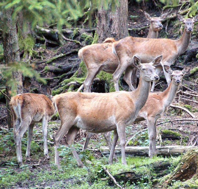 Im Rotwildgebiet bei St. Blasien leben...dgehege von St. Blasien zu bestaunen.   | Foto: horst a. bss