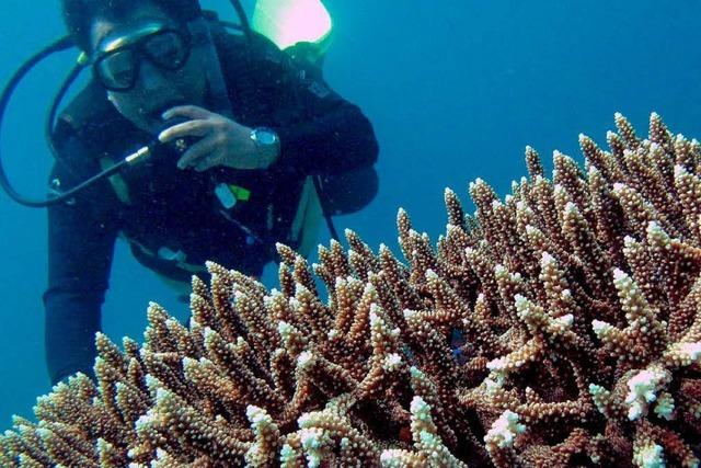 Mehr Schutz frs Korallendreieck